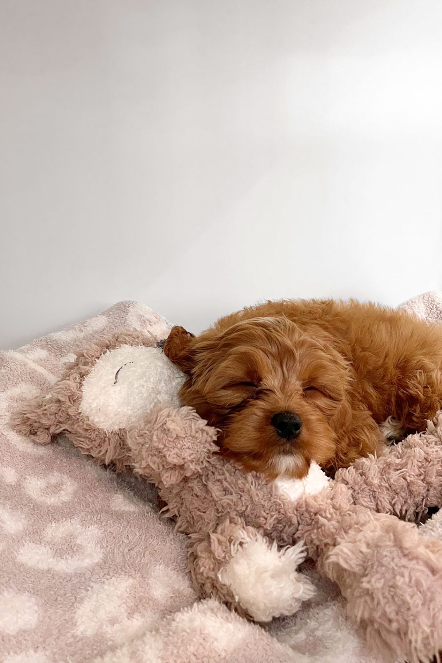 Cavapoo Puppy 9 Weeks Ollie