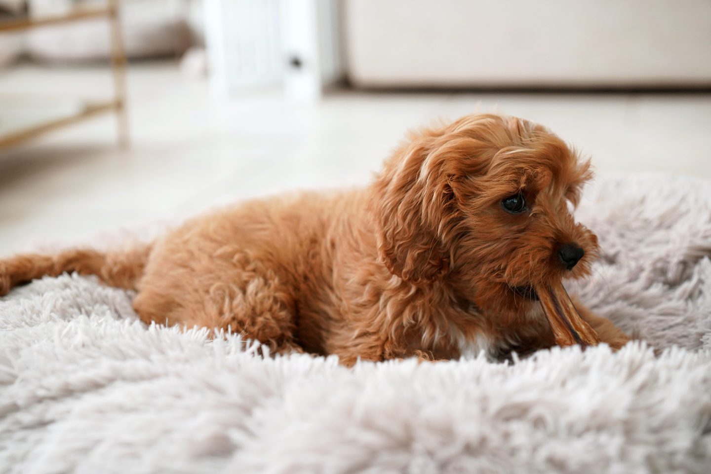 Ollie Cavapoo Bully Stick