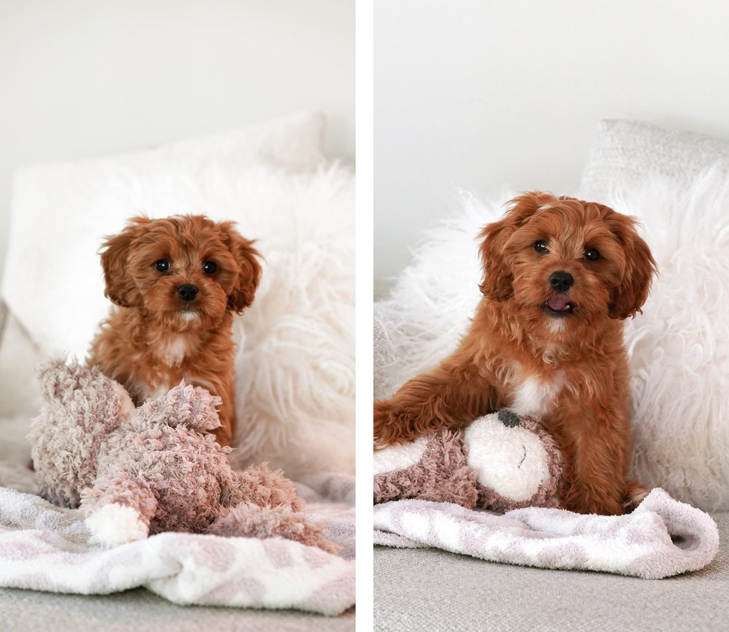 Cavapoo Puppy 9 weeks vs 12 weeks